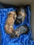 Guinea Pigs - Adults and Babies Carousel 7