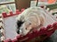 Guinea Pigs - Adults and Babies Carousel 9