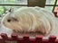 Guinea Pigs - Adults and Babies Carousel 10