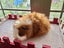 Guinea Pigs - Adults and Babies Carousel 1