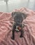 PeriPeri-Pukekohe Adoption Centre Carousel 4