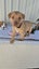 Habanero-Pukekohe Adoption Centre Carousel 6