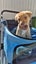 Habanero-Pukekohe Adoption Centre Carousel 7