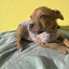 Astrid-Pukekohe Adoption Centre Carousel 2