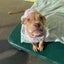 Astrid-Pukekohe Adoption Centre Carousel 3