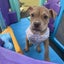 Astrid-Pukekohe Adoption Centre Carousel 4