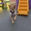 Astrid-Pukekohe Adoption Centre Carousel 6