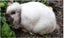 Minilop Rabbits Tauranga Carousel 5