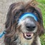 Tucker - beardie/BC cross 4 year old male Carousel 9