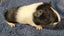 Healthy Baby Guinea Pigs Carousel 6