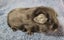 Healthy Baby Guinea Pigs Carousel 7
