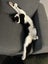 Meet Scout - Your Future Feline Rascal! Carousel 2