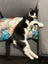 Meet Scout - Your Future Feline Rascal! Carousel 4