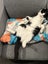 Meet Scout - Your Future Feline Rascal! Carousel 5