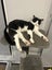 Meet Scout - Your Future Feline Rascal! Carousel 7