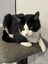 Meet Scout - Your Future Feline Rascal! Carousel 8