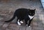 Two Beloved Elderly Cats Looking for Their New Forever Home Carousel 2