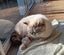 Two Beloved Elderly Cats Looking for Their New Forever Home Carousel 1