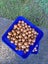 Macadamia nuts (natural in shell) Carousel 2