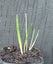 Brodiaea Queen Fabiola brilliant blue 3 bulbs potted in leaf Carousel 2