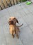 Rehoming Two Beautiful Dogs – Vizsla & Golden Retriever Carousel 1
