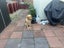 Rehoming Two Beautiful Dogs – Vizsla & Golden Retriever Carousel 3