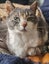 Princess - Sweet, Middle-aged girlie. Carousel 1