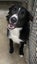 Collie needing a fun home Carousel 1