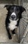 Collie needing a fun home Carousel 2