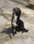 Collie needing a fun home Carousel 3
