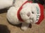 FARMERS SANTA BEAR SERIES (SANTA SEAL & EARLY SANTA BEAR) Carousel 2