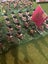 Napoleonic British Highland infantry Carousel 2