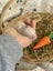 **Trained Mini Lop Bunny Rabbits & Care Package** Carousel 7