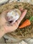**Trained Mini Lop Bunny Rabbits & Care Package** Carousel 8