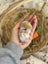 **Trained Mini Lop Bunny Rabbits & Care Package** Carousel 9