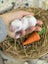 **Trained Mini Lop Bunny Rabbits & Care Package** Carousel 10