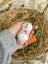 **Trained Mini Lop Bunny Rabbits & Care Package** Carousel 11