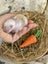 **Trained Mini Lop Bunny Rabbits & Care Package** Carousel 12