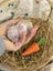 **Trained Mini Lop Bunny Rabbits & Care Package** Carousel 13
