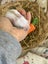 **Trained Mini Lop Bunny Rabbits & Care Package** Carousel 14