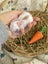 **Trained Mini Lop Bunny Rabbits & Care Package** Carousel 15