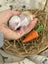 **Trained Mini Lop Bunny Rabbits & Care Package** Carousel 16