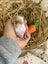 **Trained Mini Lop Bunny Rabbits & Care Package** Carousel 17