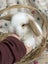**Trained Mini Lop Bunny Rabbits & Care Package** Carousel 18