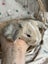 **Trained Mini Lop Bunny Rabbits & Care Package** Carousel 19
