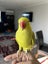 8 months Indian ringneck parrot Carousel 4