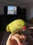 8 months Indian ringneck parrot Carousel 3