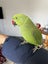 8 months Indian ringneck parrot Carousel 1