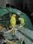 8 months Indian ringneck parrot Carousel 5