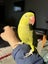 8 months Indian ringneck parrot Carousel 6